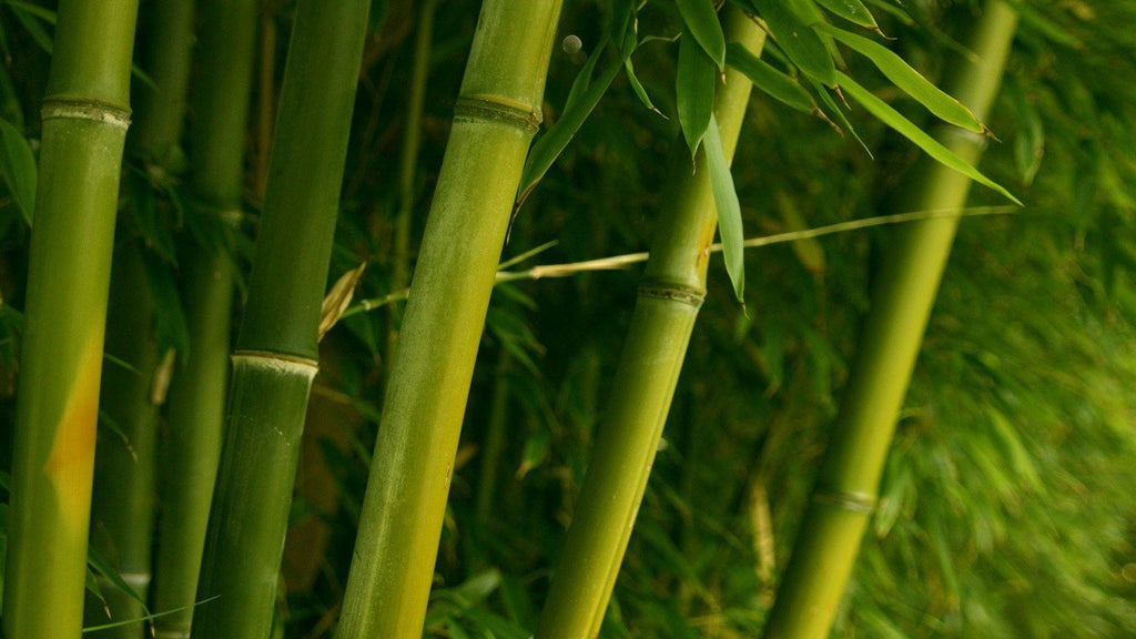 Bamboo Chimes - Astarin Chimes